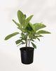 Ficus Altissima Yellow Gem 6" Pot - Small