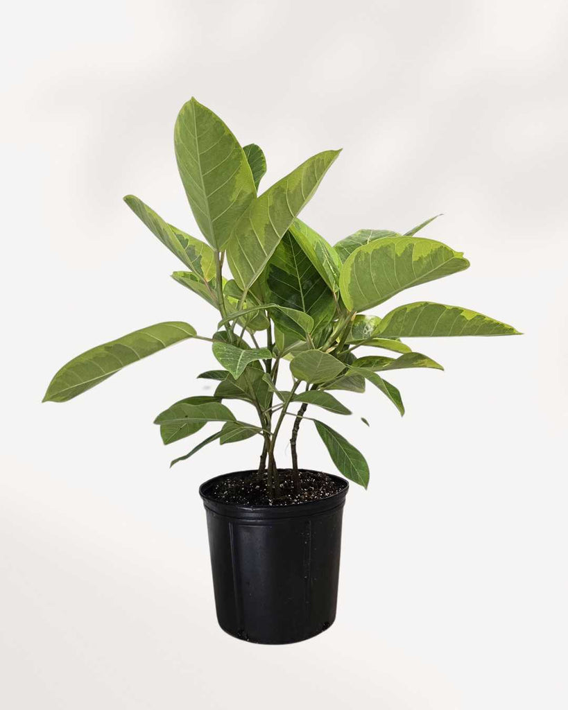 Ficus Altissima Yellow Gem 6" Pot - Small