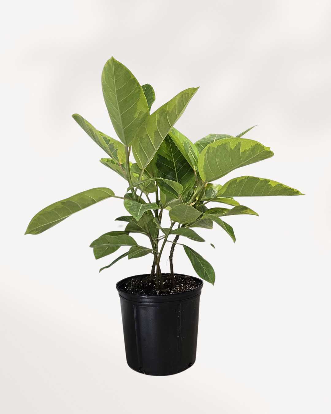 Ficus Altissima Yellow Gem 6" Pot - Small