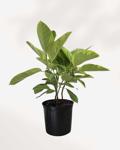Ficus Altissima Yellow Gem 6" Pot - Small