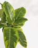 Ficus Altissima Yellow Gem 8" Pot - Medium