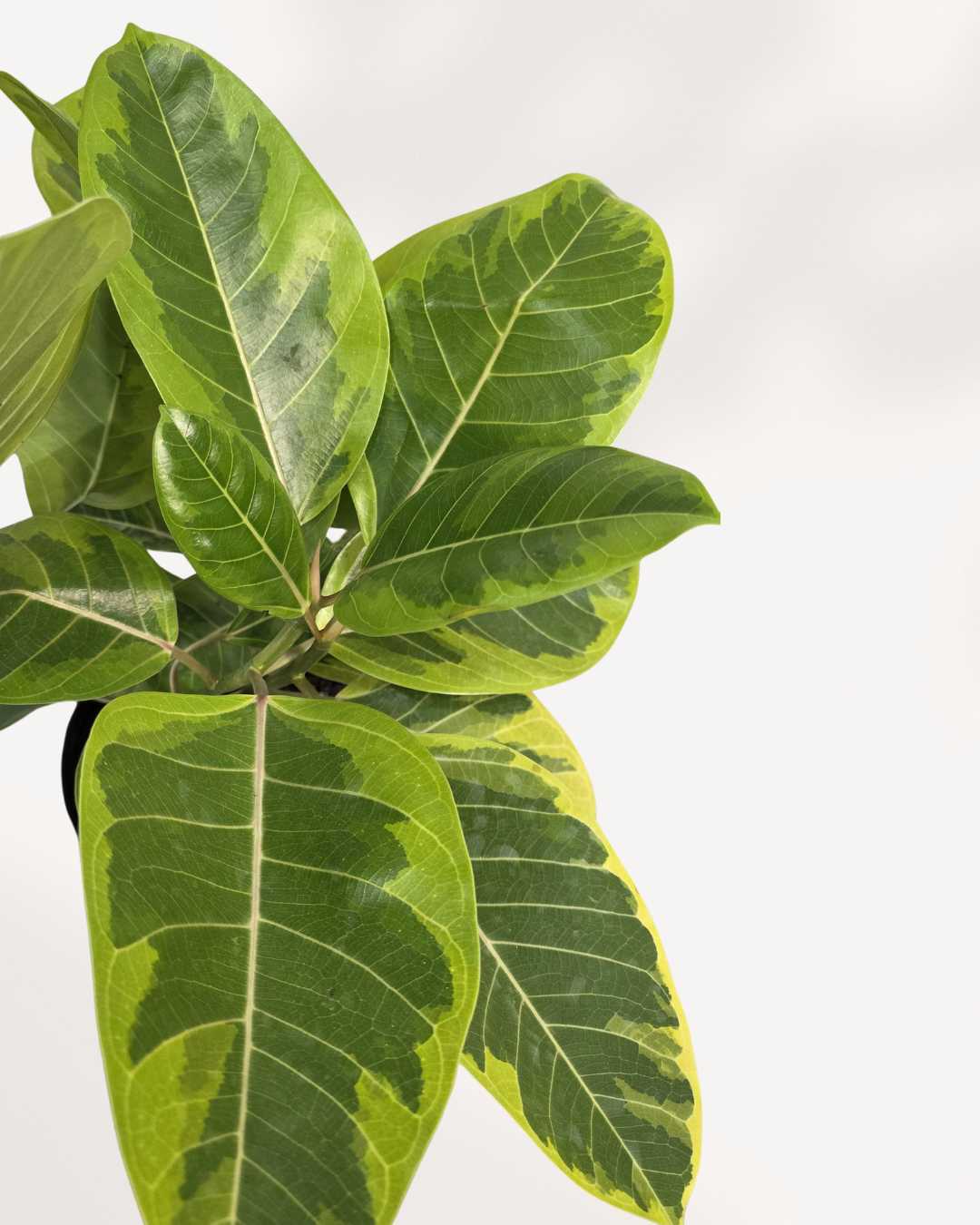Ficus Altissima Yellow Gem 8" Pot - Medium