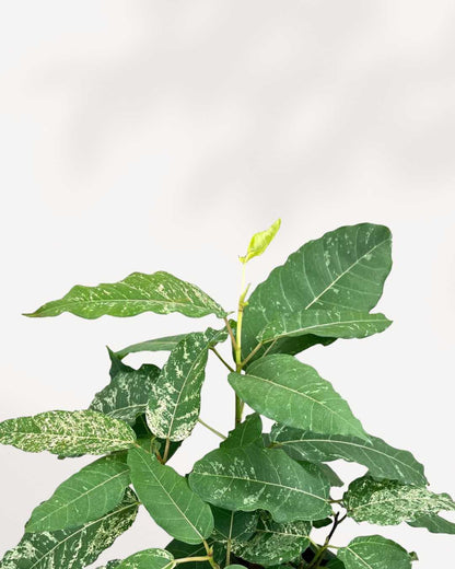 Close-up of Ficus Aspera Variegata's textured leaves