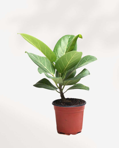 Ficus Audrey 4.5" Pot - Small