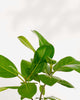 Close-up of Ficus Audrey's broad glossy leaves