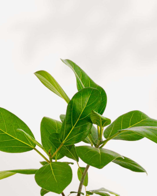 Ficus Audrey 4.5" Pot - Small