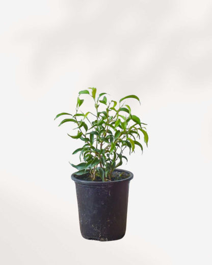 Ficus Benjamina Little Leaf 3.5" Pot - Small