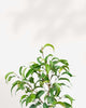 Close-up of Ficus Benjamina Little Leaf's dense foliage