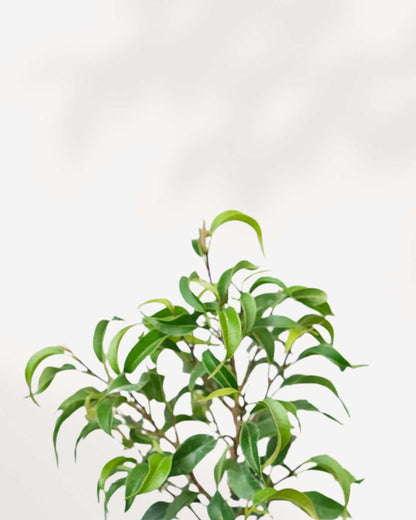 Close-up of Ficus Benjamina Little Leaf's dense foliage