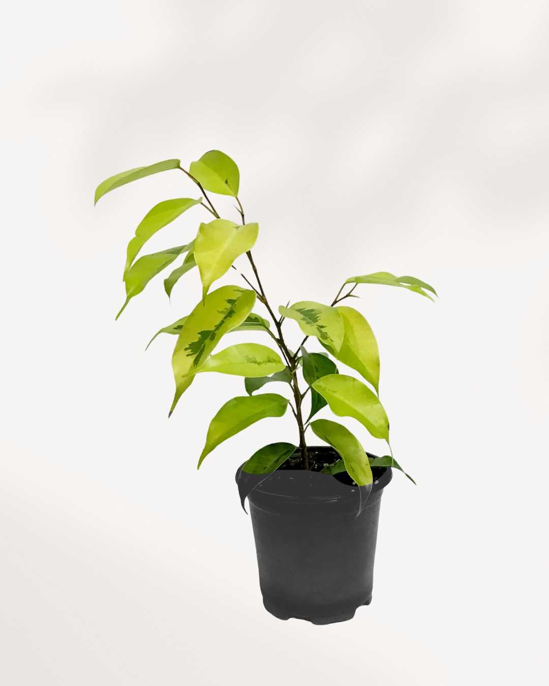 Ficus Benjamina Neon 3.5" Pot - Small