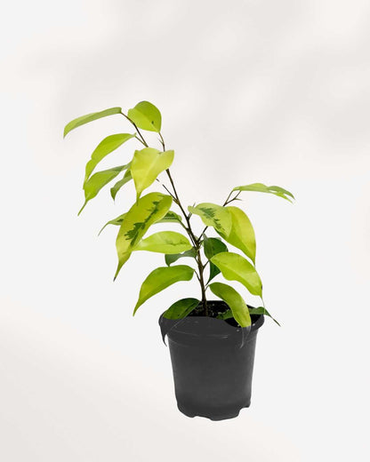 Ficus Benjamina Neon 3.5" Pot - Small
