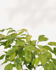 Close-up of Ficus Benjamina Neon's luminous leaves