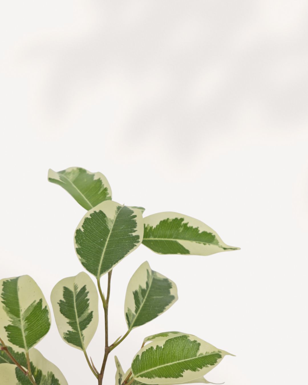 Close-up of Ficus Benjamina Starlight's variegated leaves