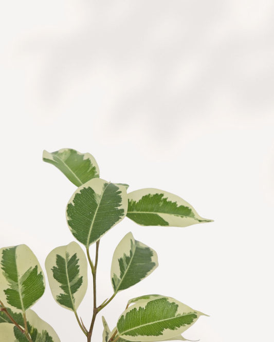 Ficus Benjamina Starlight plant in a pot