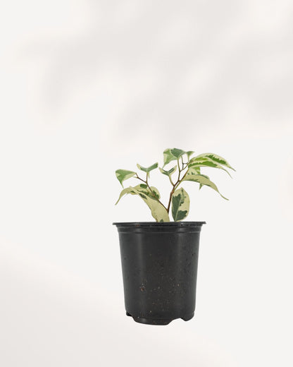 Ficus Benjamina Starlight's cascading branches