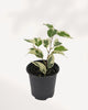 Ficus Benjamina Starlight plant in a pot