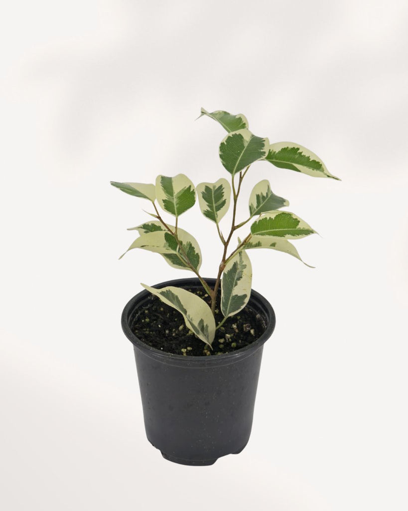 Ficus Benjamina Starlight plant in a pot