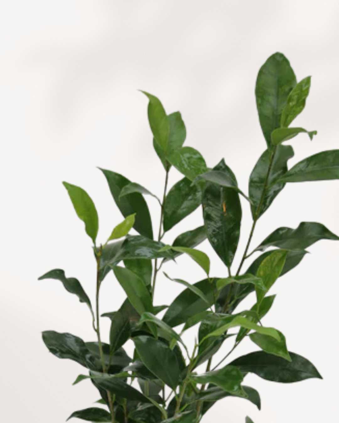 Close-up of Ficus Benjamina's cascading leaves