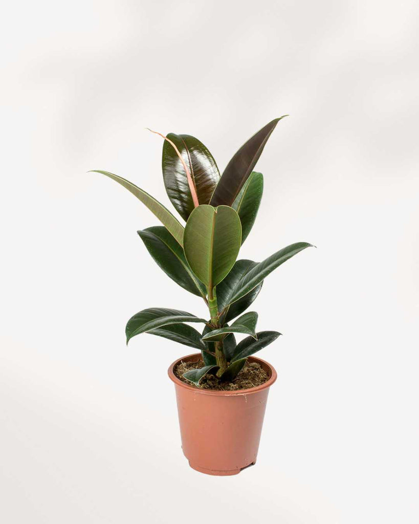 Rubber Plant Melany 6" Pot - Medium