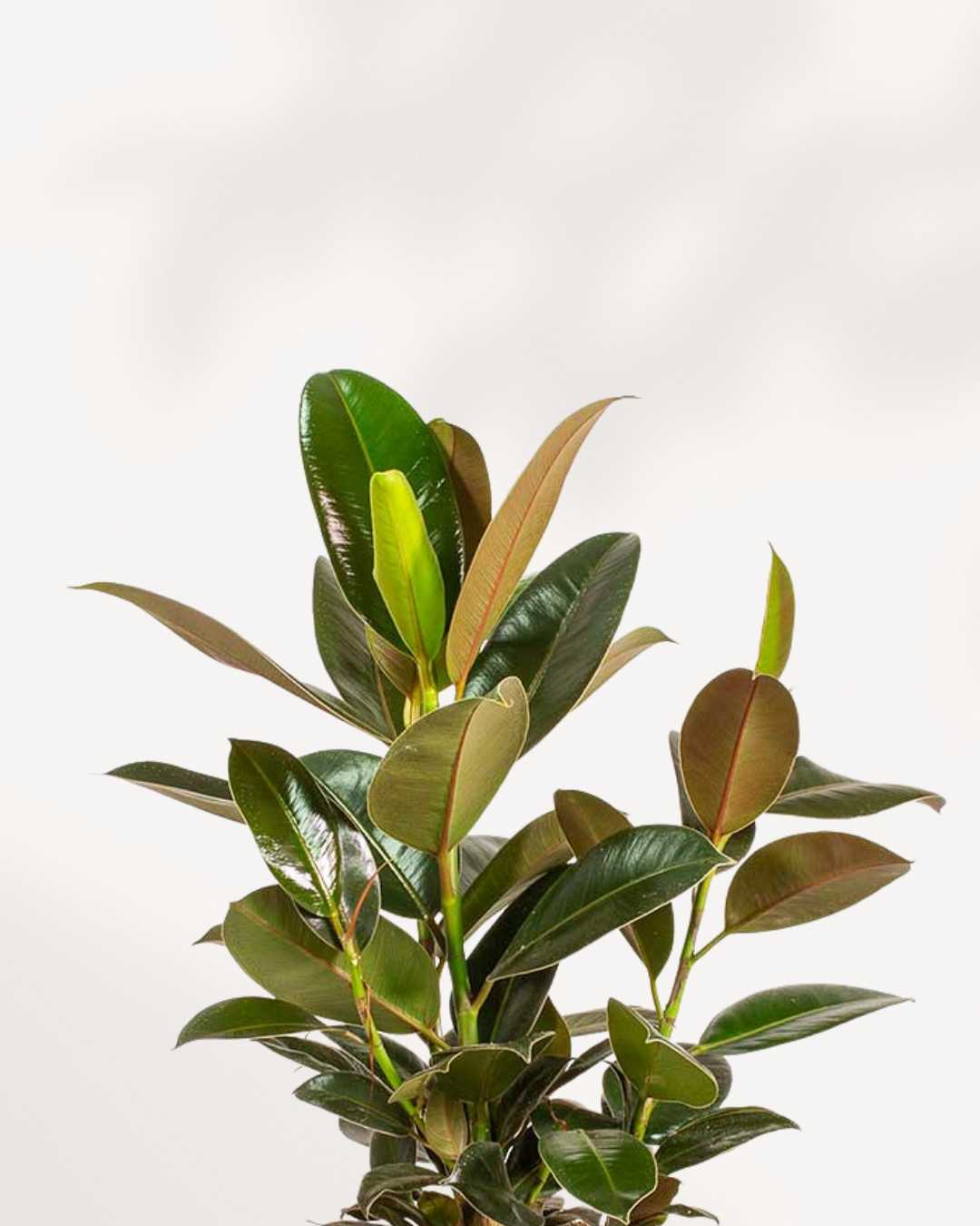 Rubber Plant Melany