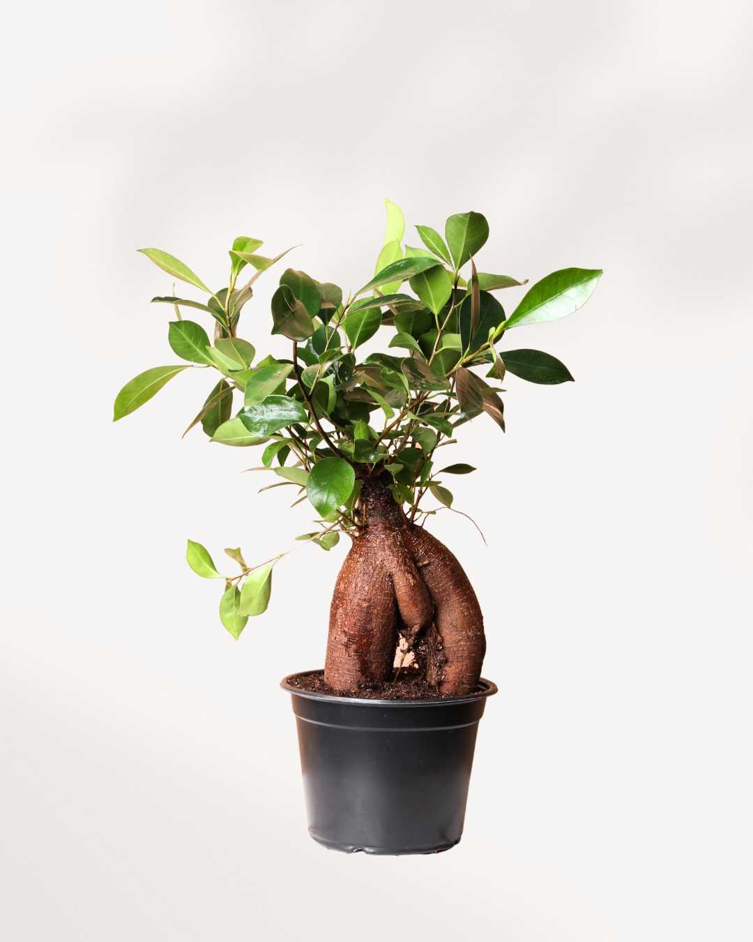 Ficus Ginseng Bonsai 5" Pot - Medium