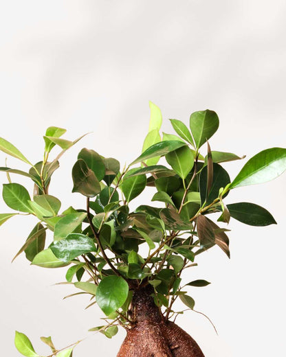 Close-up of Ficus Ginseng Bonsai's exposed root and canopy