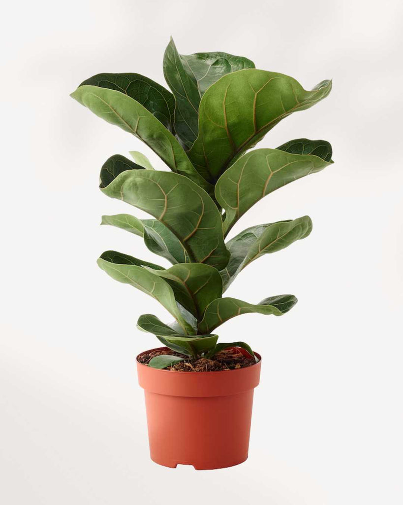 Dwarf Fiddle Leaf Fig 5" Pot - Medium