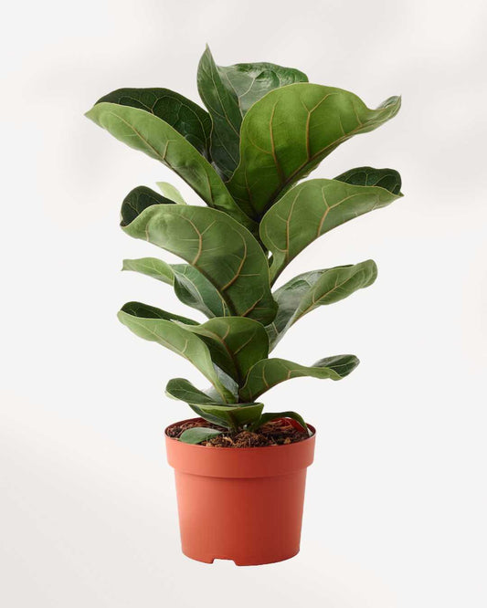 Dwarf Fiddle Leaf Fig 5" Pot - Medium