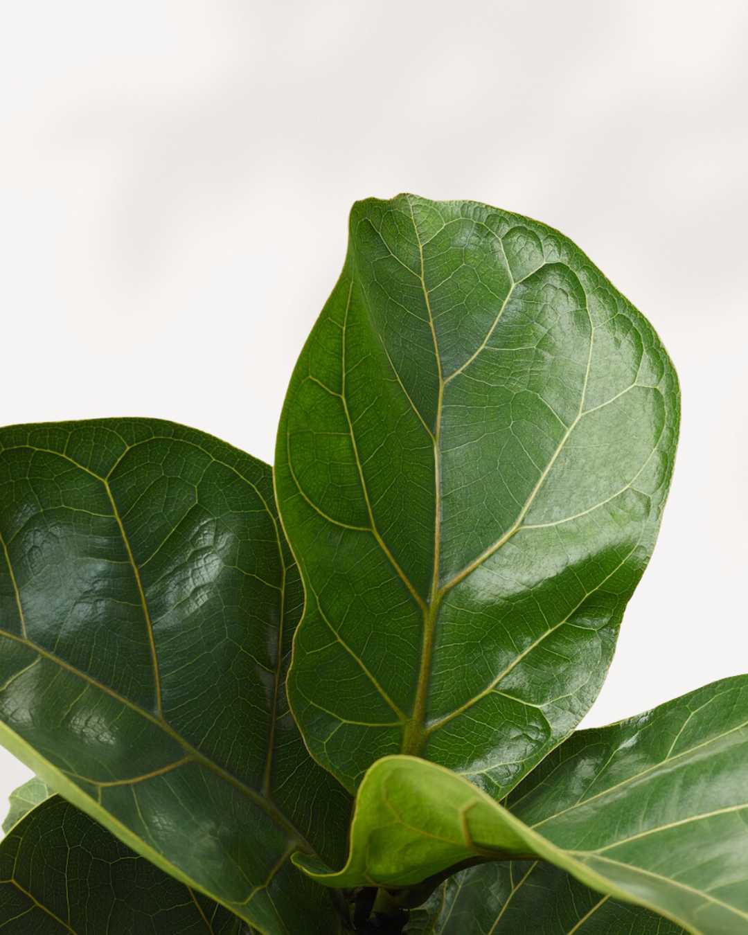 Dwarf Fiddle Leaf Fig plant in a pot