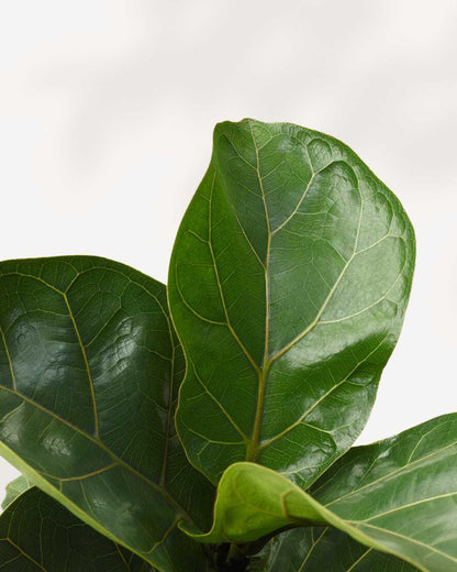 Dwarf Fiddle Leaf Fig plant in a pot