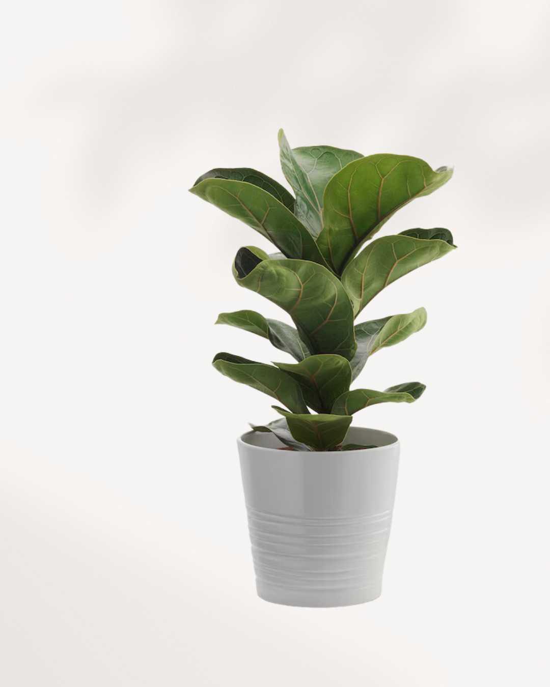Close-up of Dwarf Fiddle Leaf Fig's violin-shaped leaves