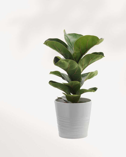 Close-up of Dwarf Fiddle Leaf Fig's violin-shaped leaves