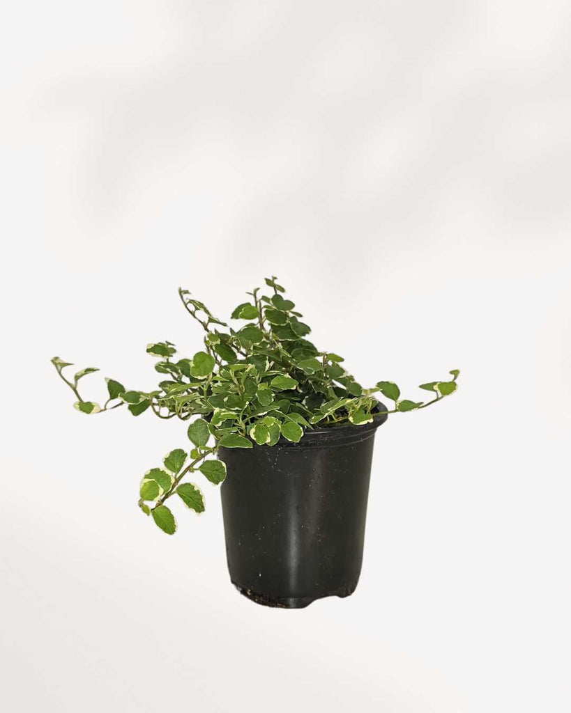 Ficus Repens 4" Pot - Small