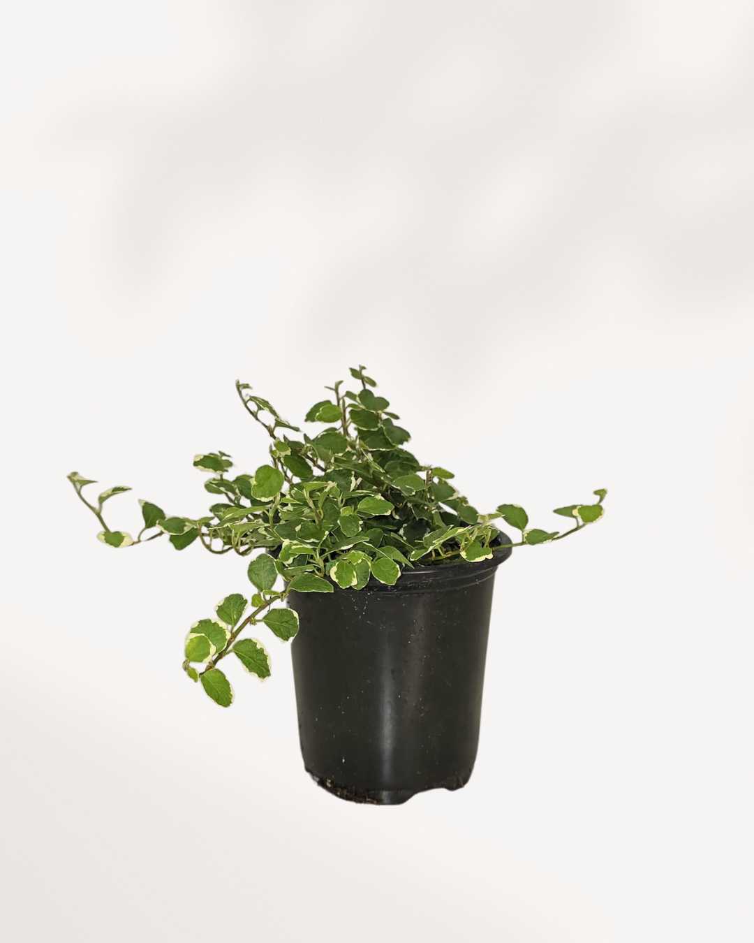 Ficus Repens 4" Pot - Small