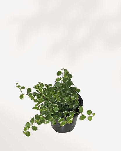 Ficus Repens trailing from a hanging planter
