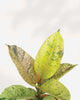 Close-up of Ficus Shivereana Moonshine's variegated leaves