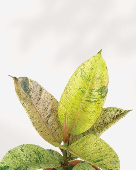Ficus Shivereana Moonshine 2.5" Pot XSmall