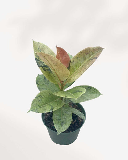 Ficus Shivereana Moonshine 4.5" Pot - Medium