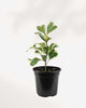 Ficus Triangularis Variegata 4" Pot - Small