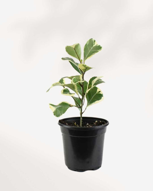 Ficus Triangularis Variegata 4" Pot - Small
