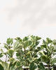 Close-up of Ficus Triangularis Variegata's triangular leaves