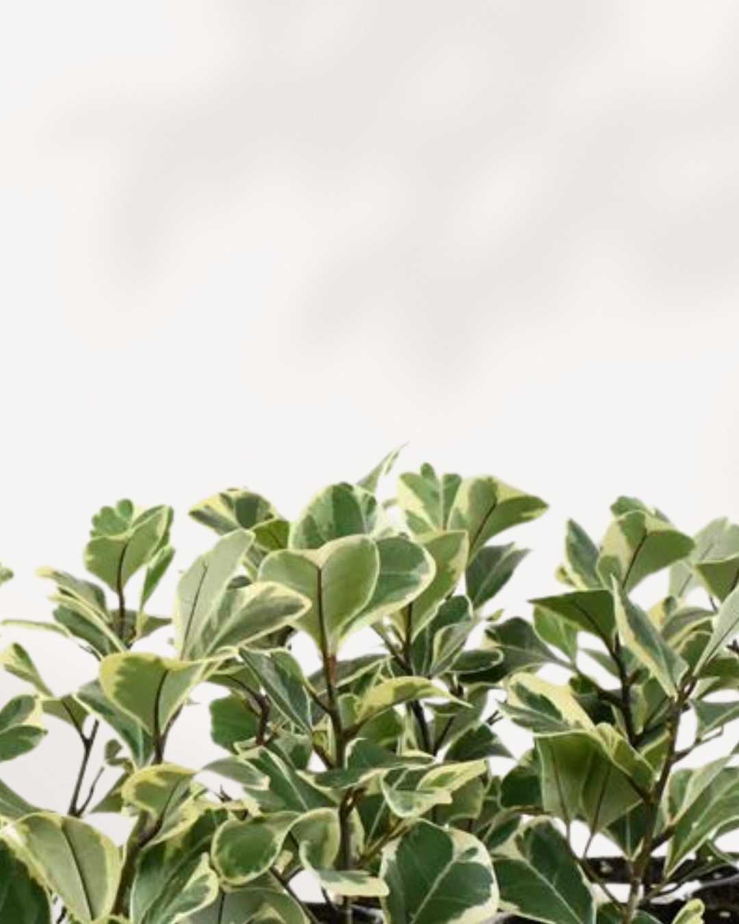 Close-up of Ficus Triangularis Variegata's triangular leaves