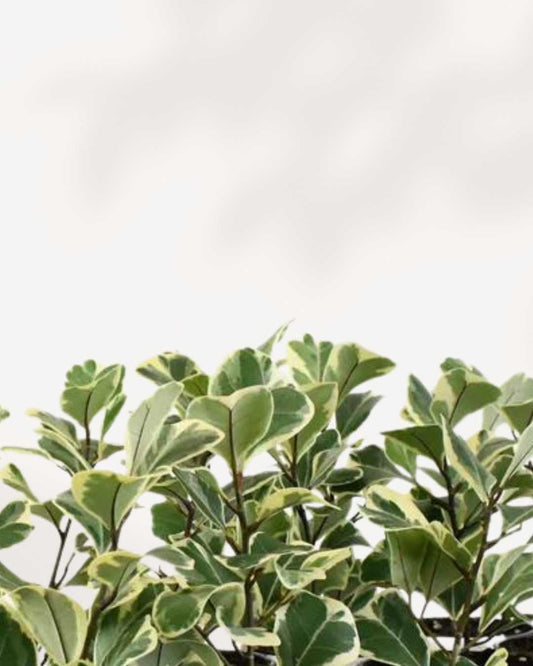 Ficus Triangularis Variegata 4" Pot - Small