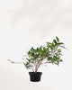 Ficus Willowleaf Bonsai in a bonsai pot