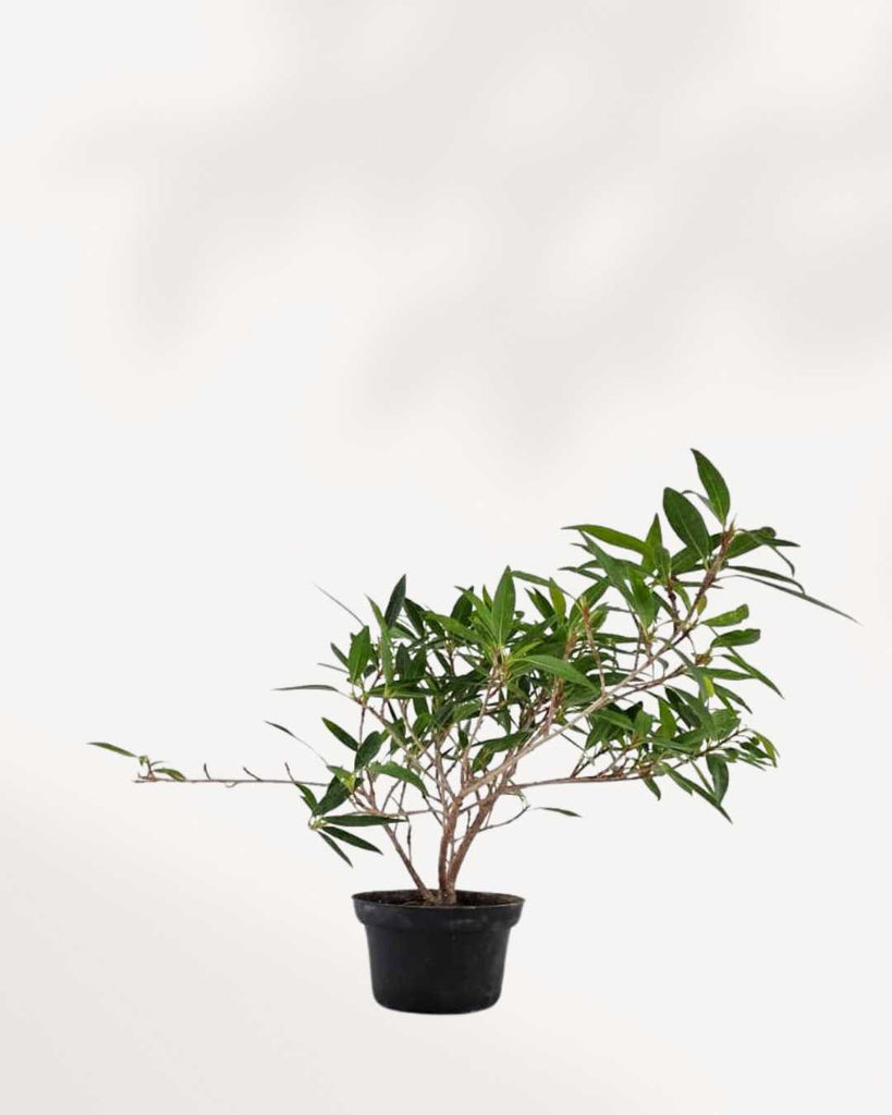 Ficus Willowleaf Bonsai in a bonsai pot