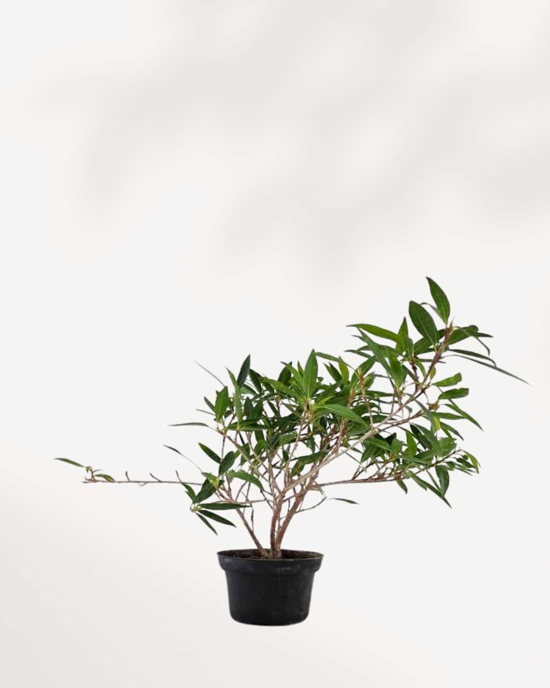Ficus Willowleaf Bonsai in a bonsai pot