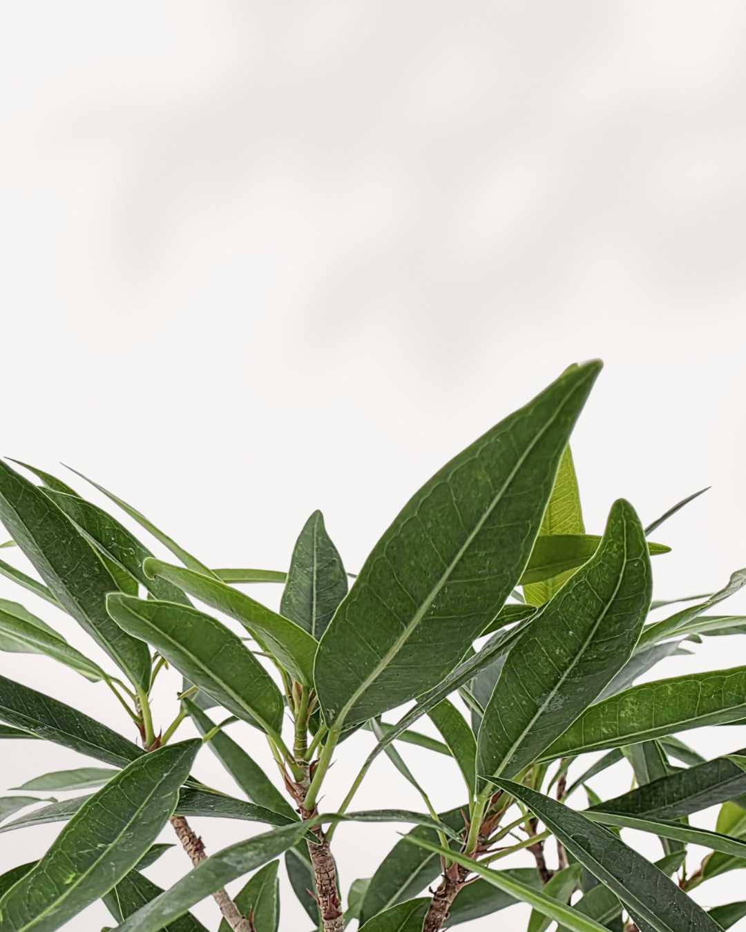 Close-up of Ficus Willowleaf Bonsai's slender leaves and trunk