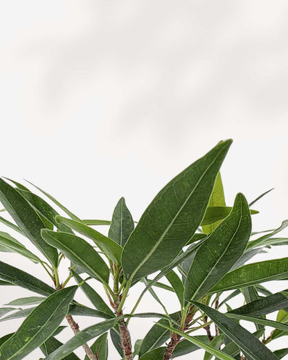 Close-up of Ficus Willowleaf Bonsai's slender leaves and trunk