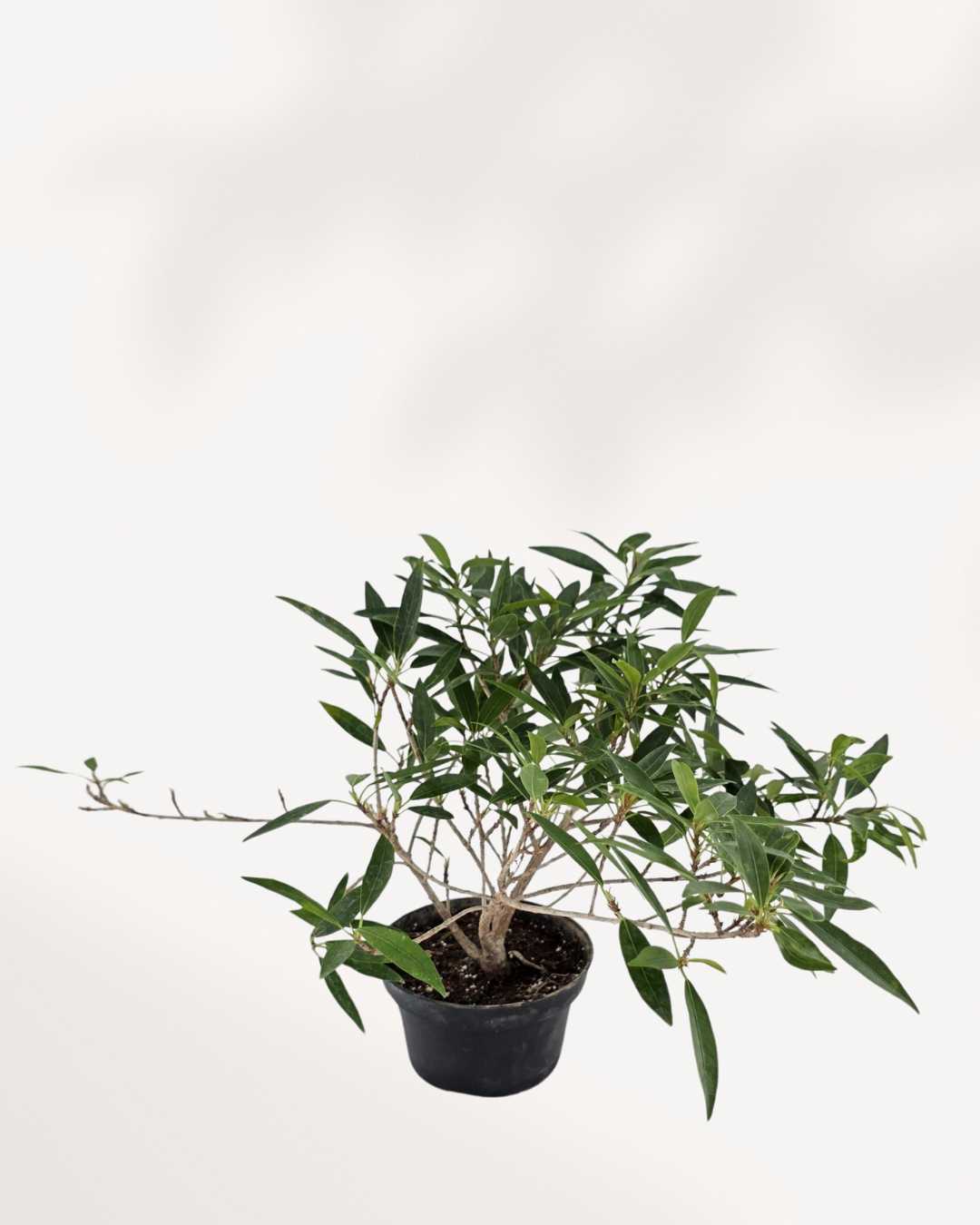 Side view of Ficus Willowleaf Bonsai's arching branches