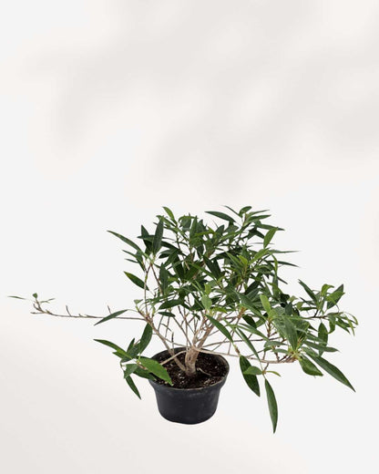Side view of Ficus Willowleaf Bonsai's arching branches